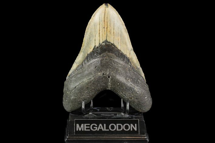 Huge, Fossil Megalodon Tooth - North Carolina #109555